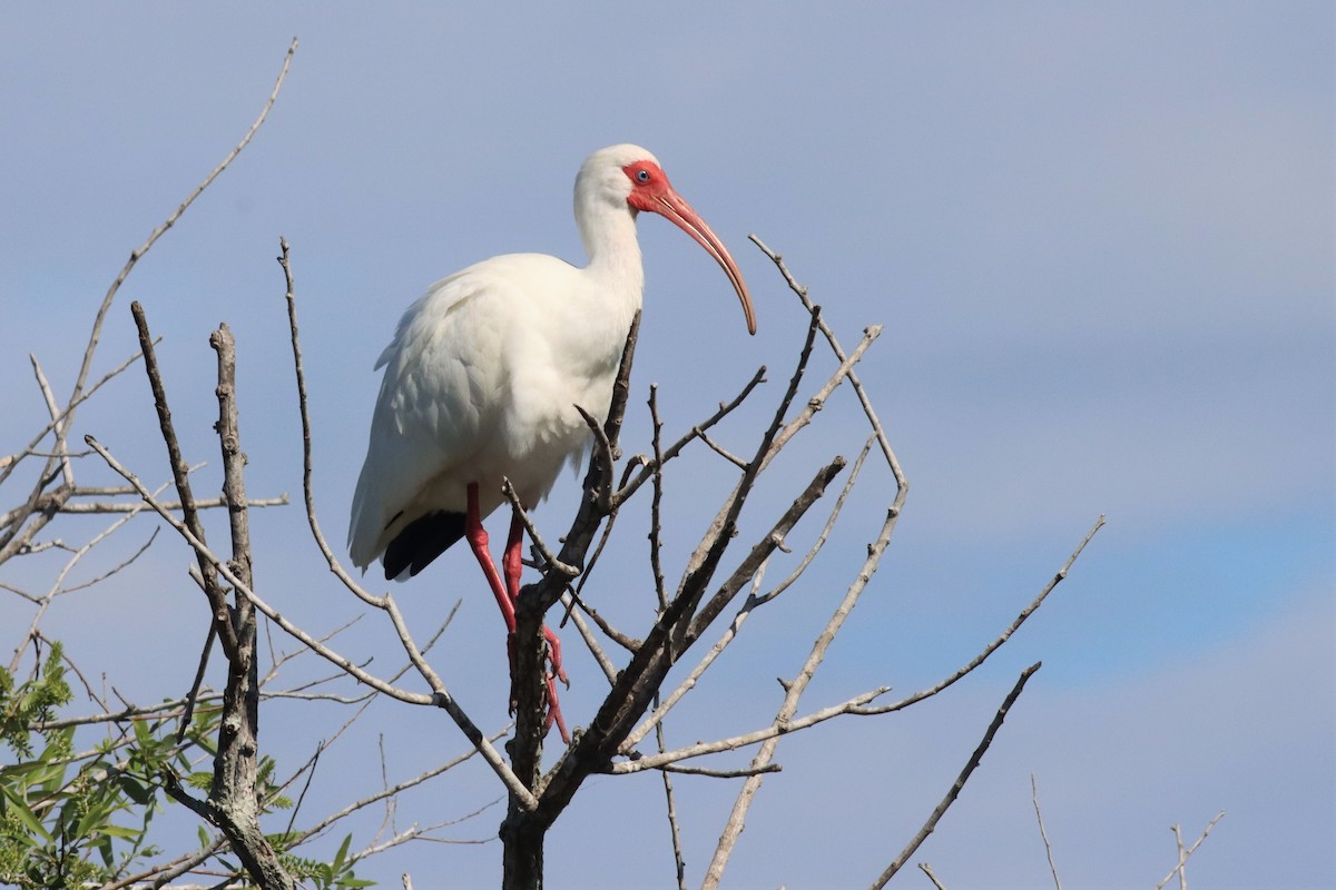 ibis bílý - ML420841461