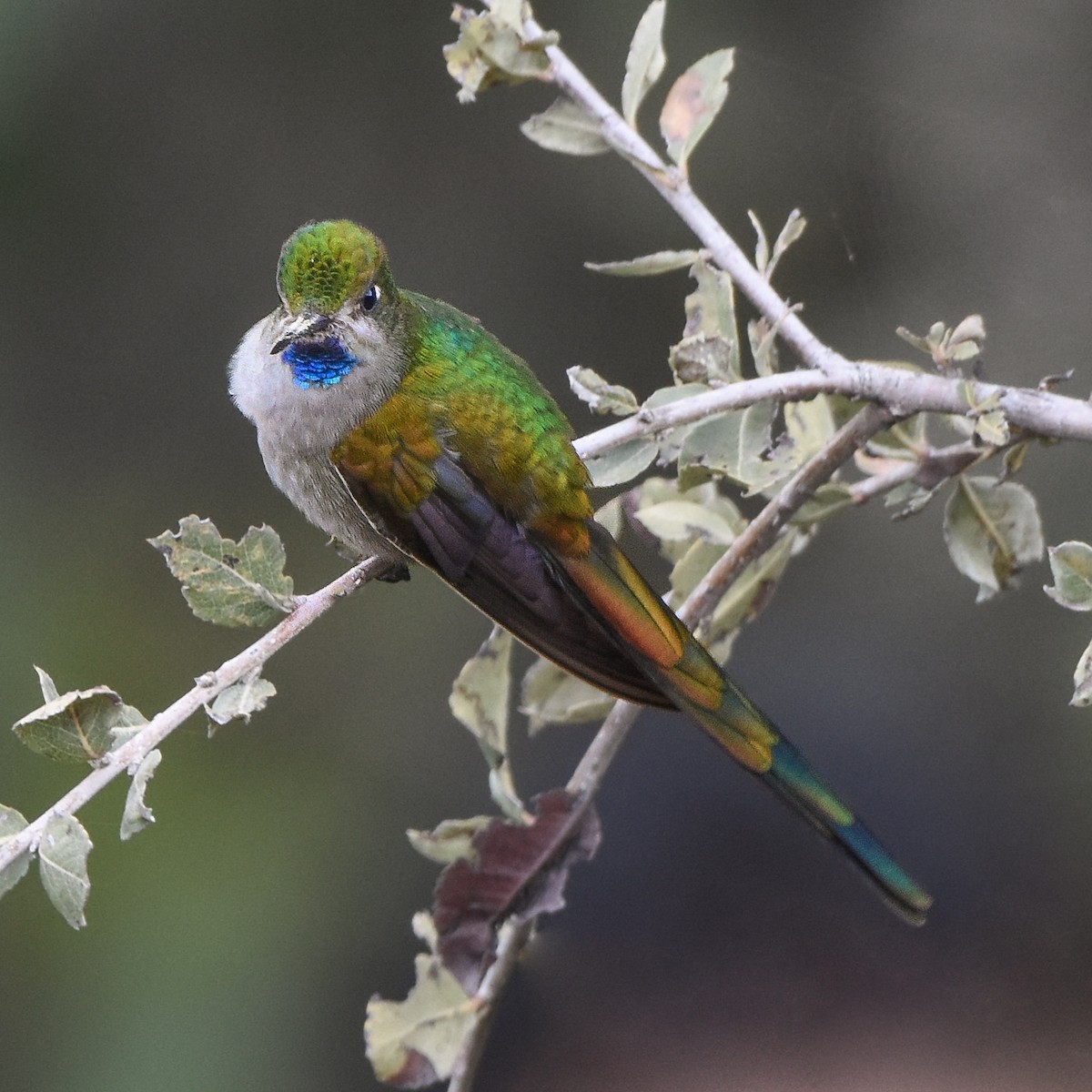 Colibrí Ventrigrís - ML420841721