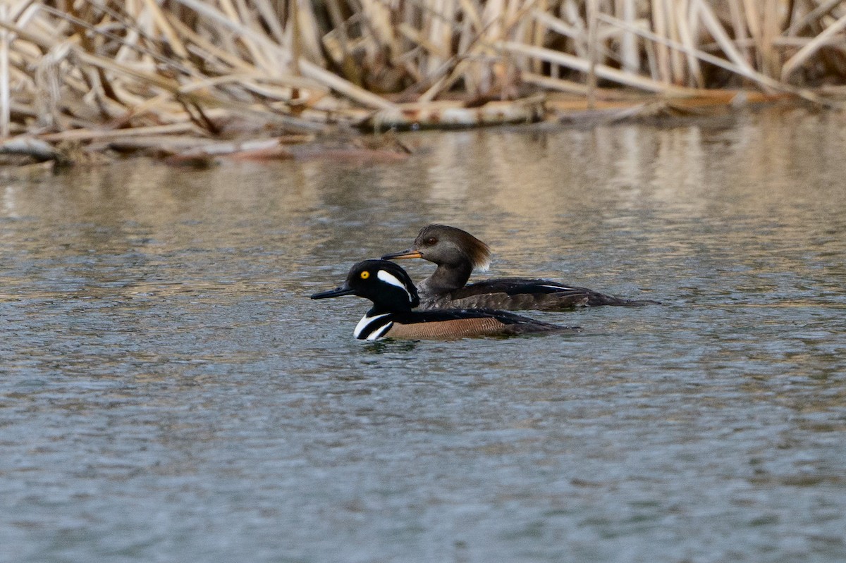 Hooded Merganser - ML420841981