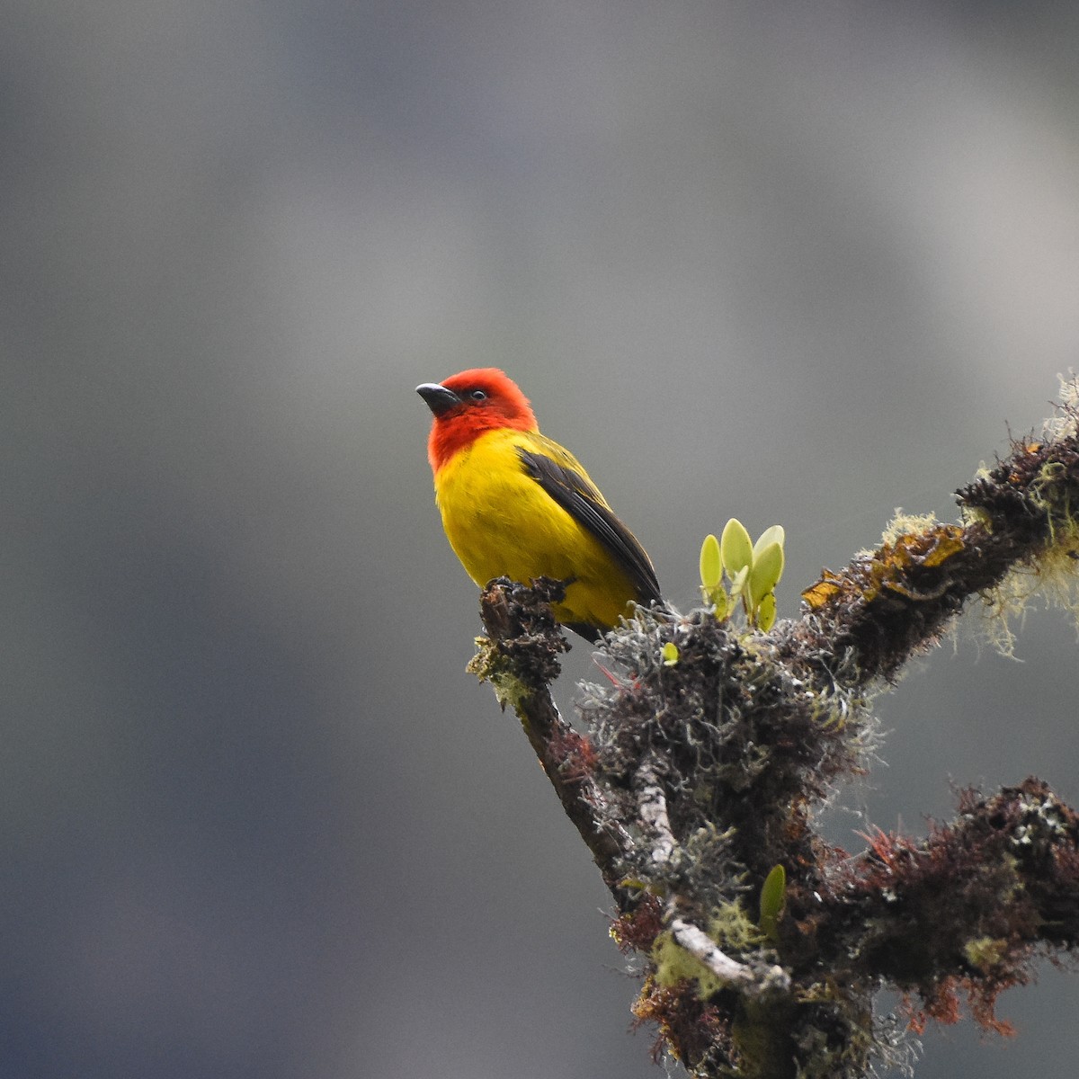 Red-hooded Tanager - Luis Panamá