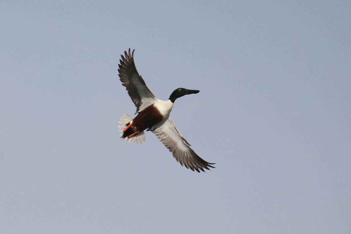 Northern Shoveler - ML420843421