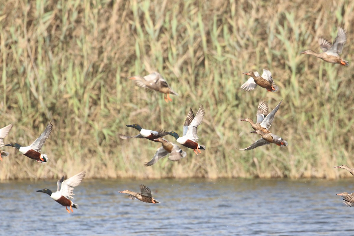 Northern Shoveler - ML420843481