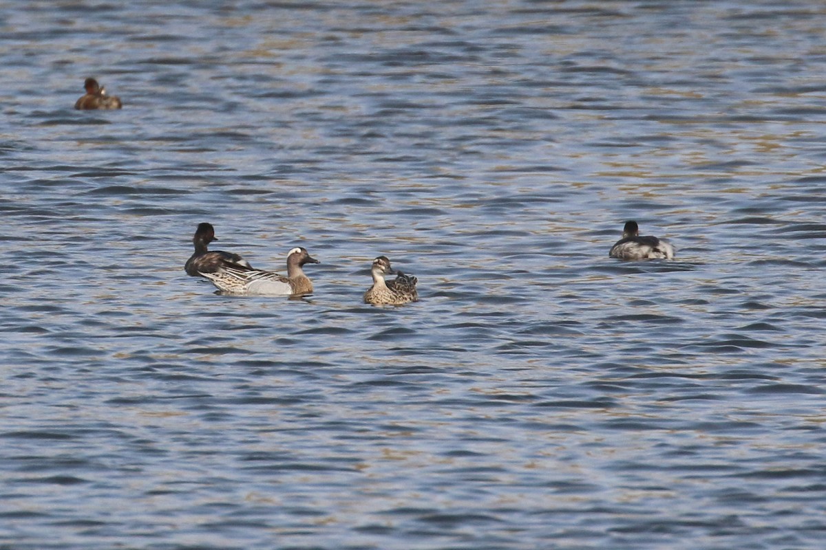 Garganey - Oscar Campbell