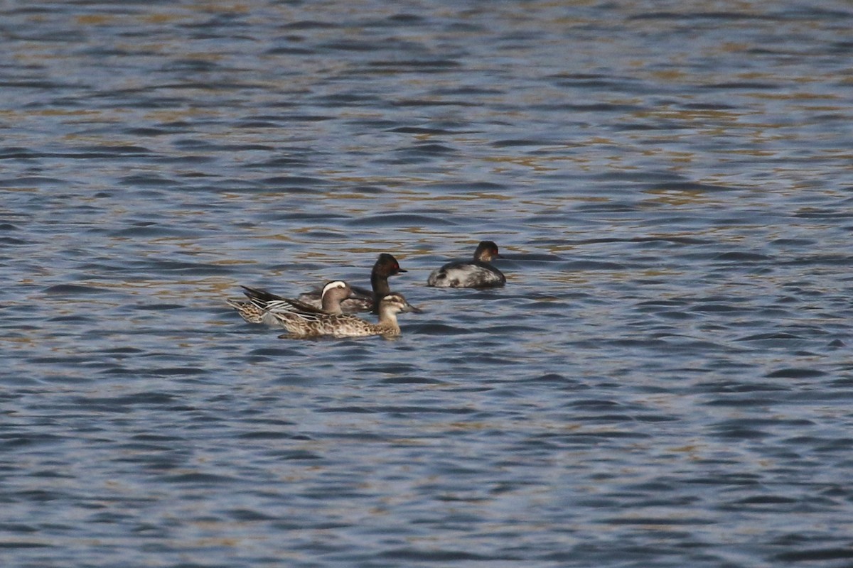 Garganey - ML420843591