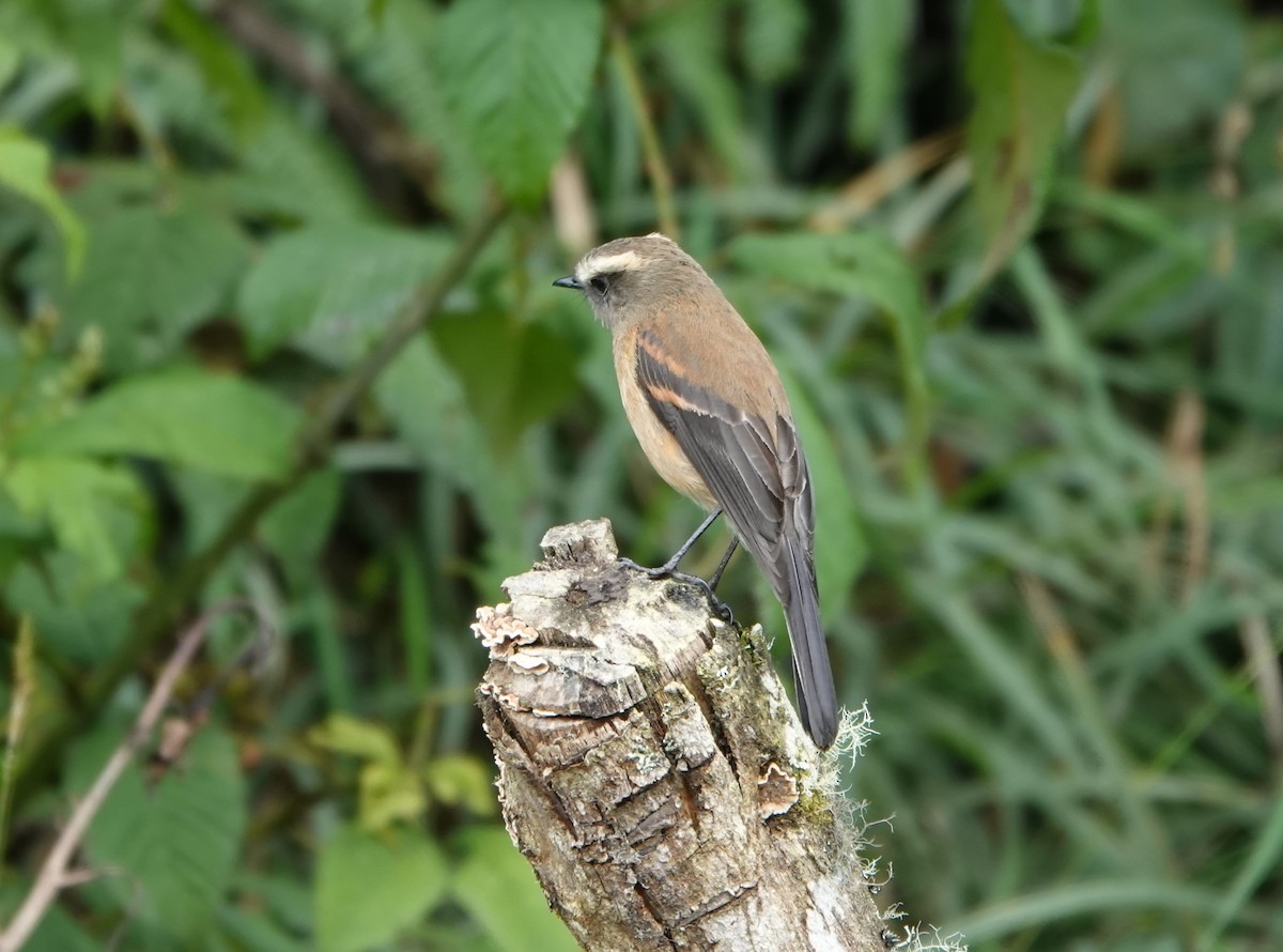 Brown-backed Chat-Tyrant - Jana Lagan