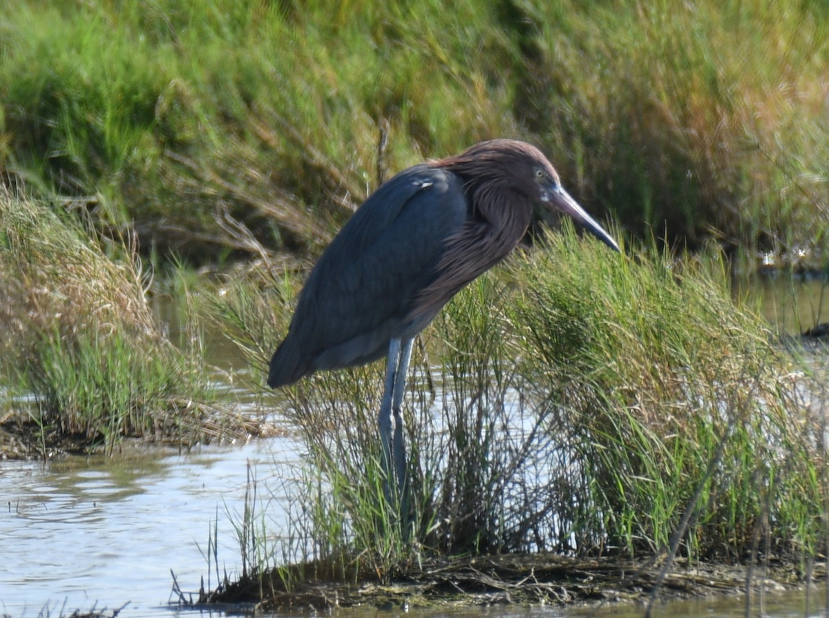 Reddish Egret - Sandy Thomas