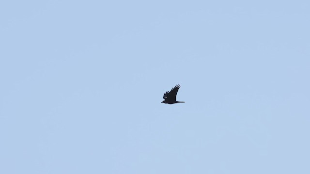 Common Raven - ML420845531