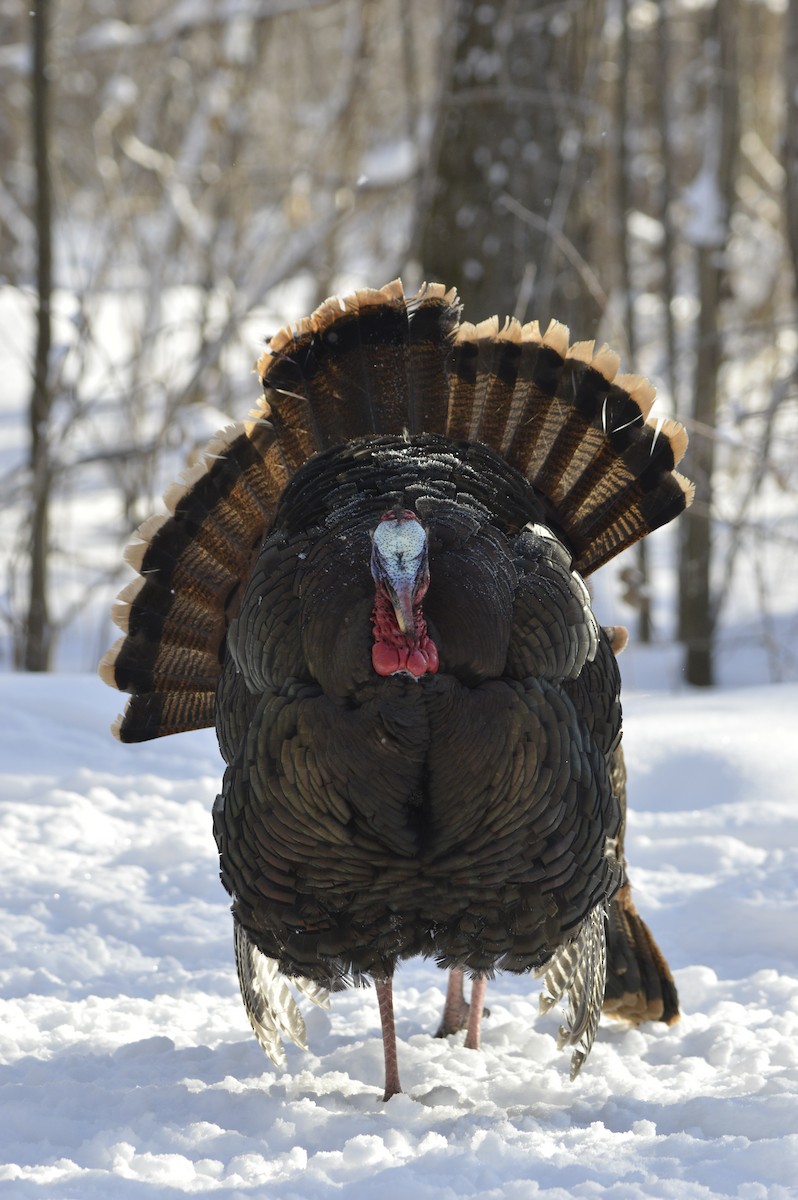 Wild Turkey - Lambert Gauthier