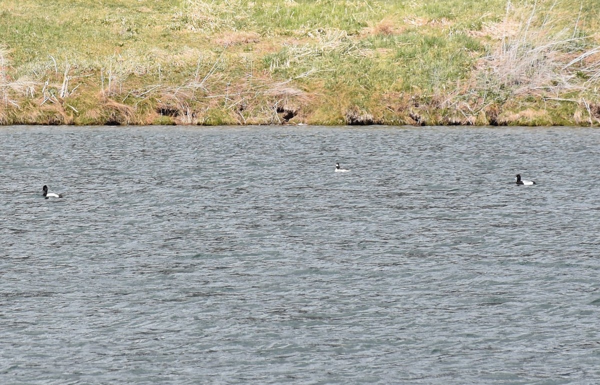 Lesser Scaup - David Wheeler