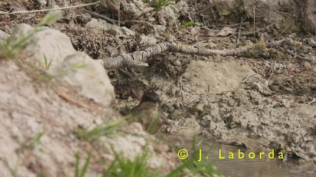 Western Orphean Warbler - ML420847381