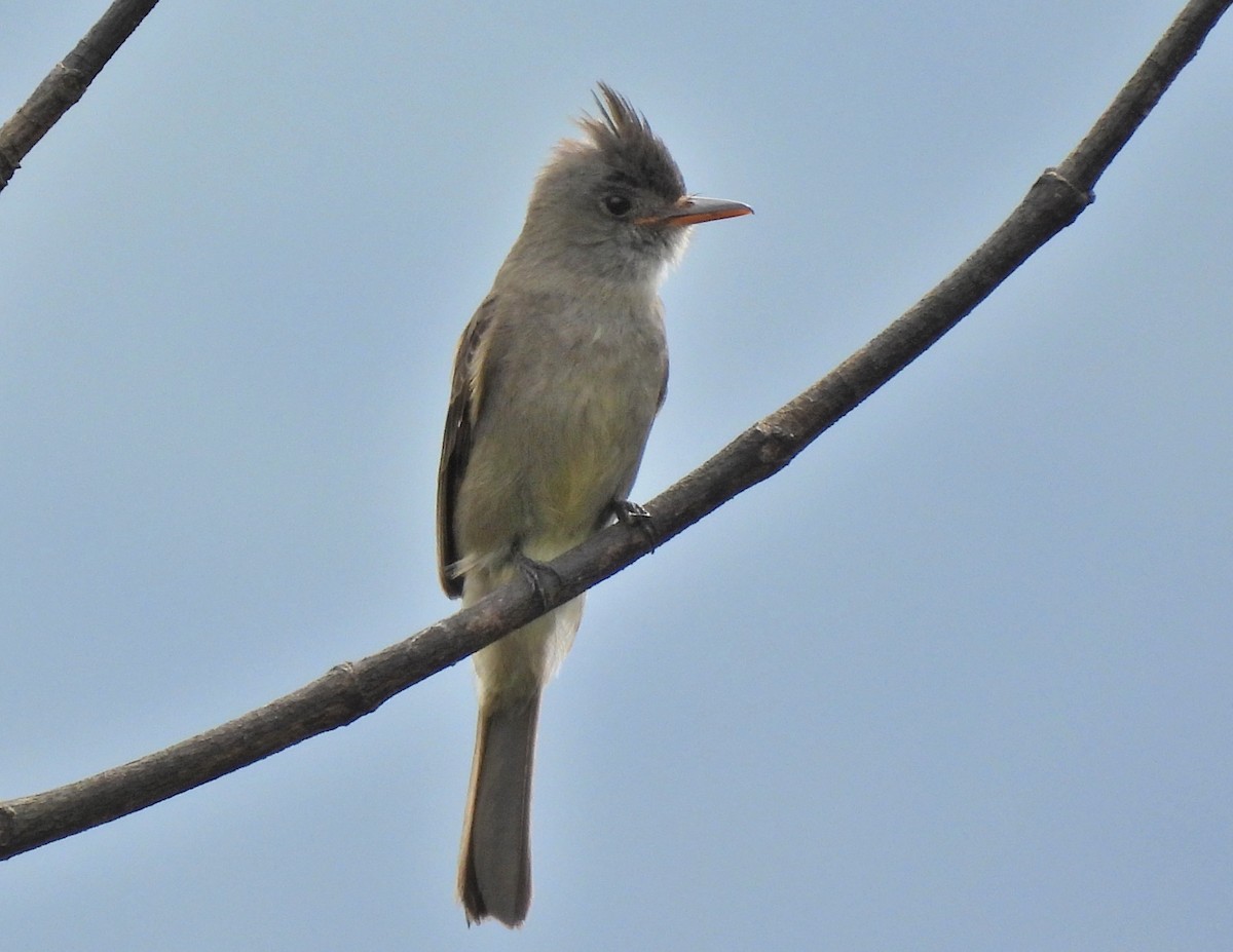 Greater Pewee - ML420848701