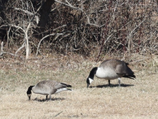 Canada Goose (canadensis Group) - ML420851971