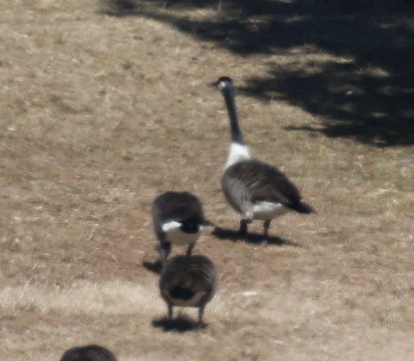 Canada Goose (canadensis Group) - ML420851981