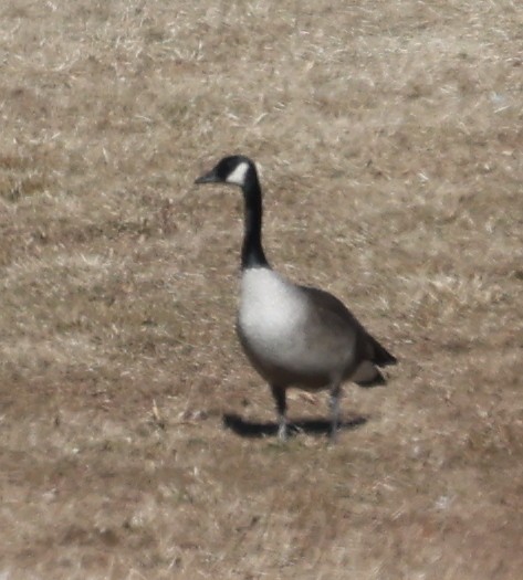 Canada Goose (canadensis Group) - ML420851991