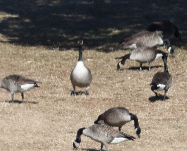 Canada Goose (canadensis Group) - ML420852001