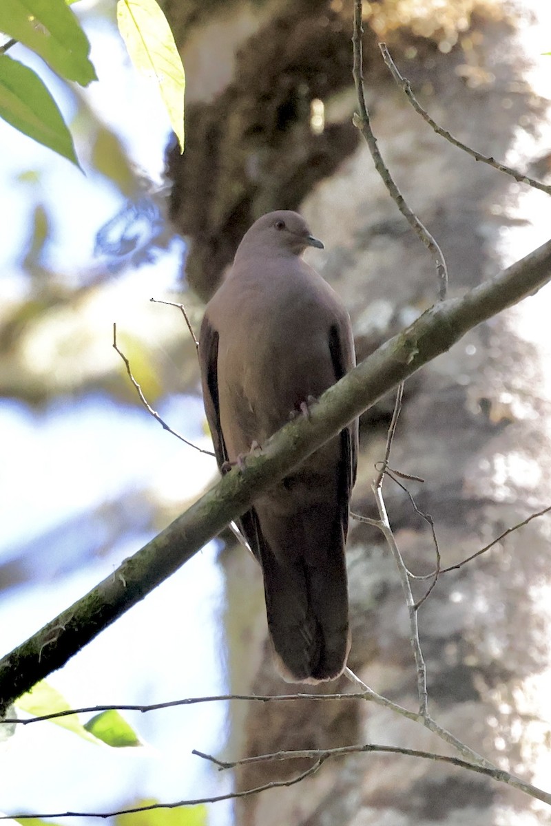 Ruddy Pigeon - ML420853051