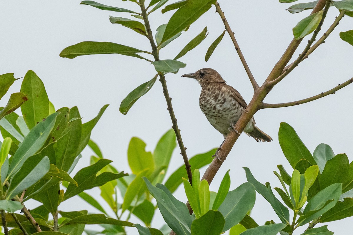 Marañon Thrush - ML420854741