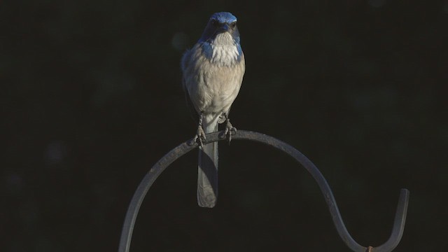 California Scrub-Jay - ML420855721