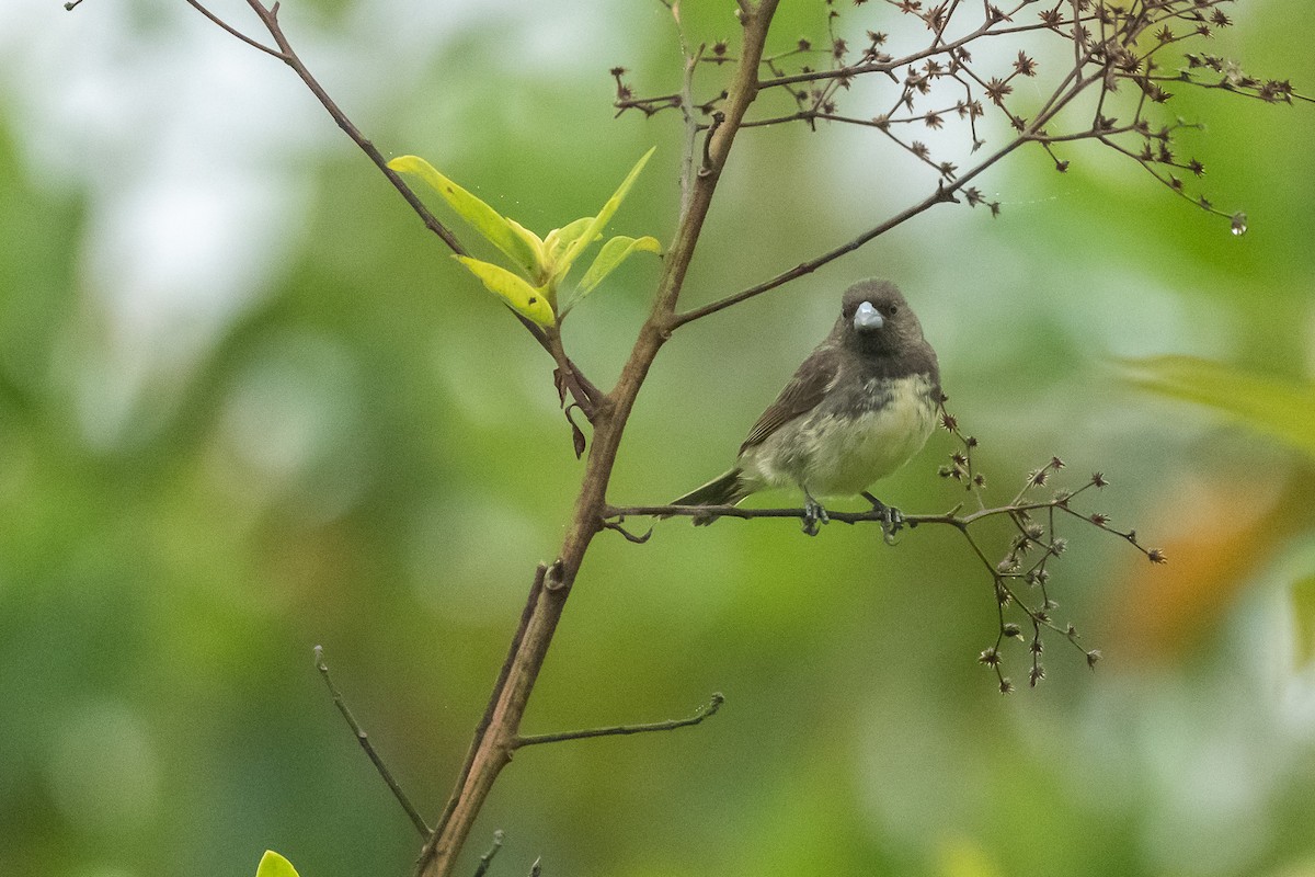 Yellow-bellied Seedeater - ML420855801