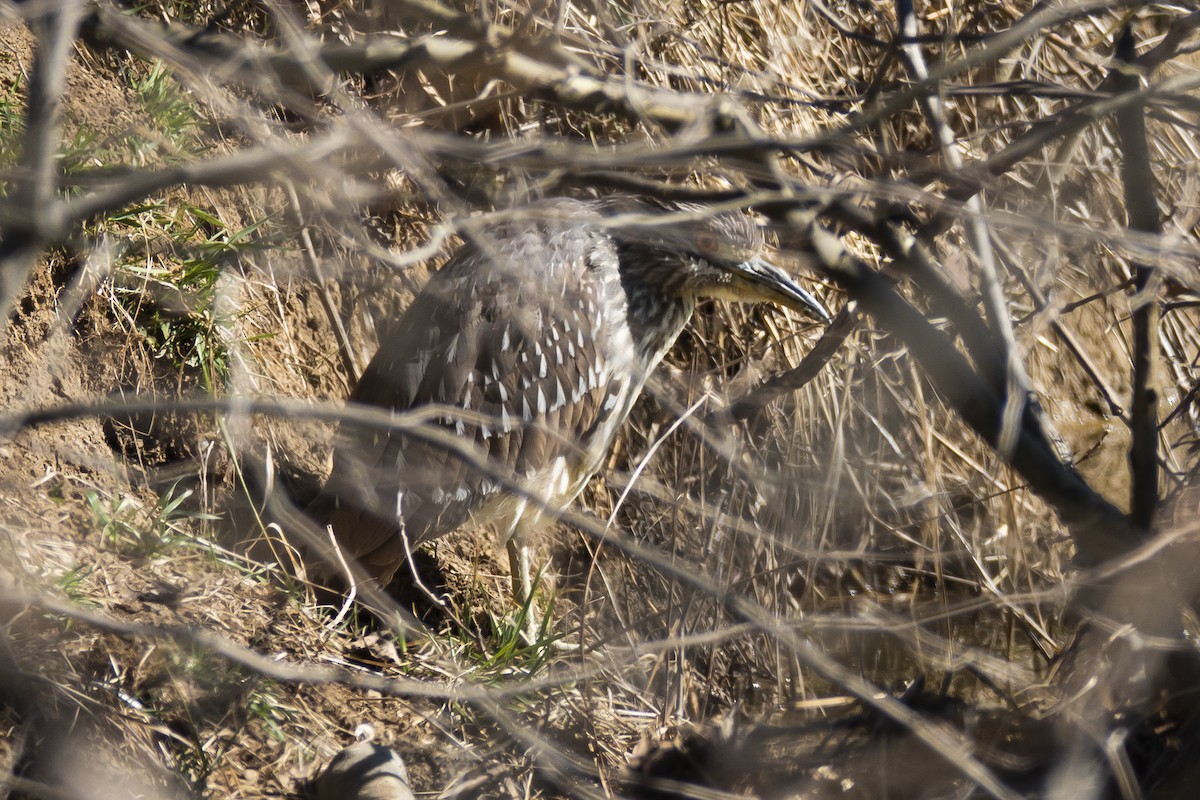 Black-crowned Night Heron - ML420856501