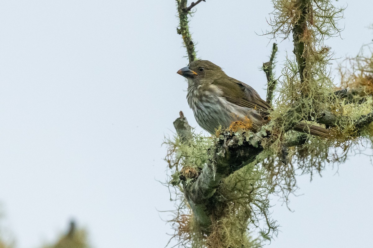 Streaked Saltator - ML420857171