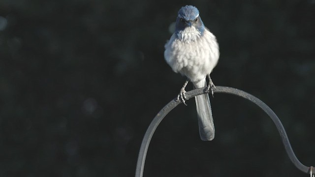 California Scrub-Jay - ML420857611