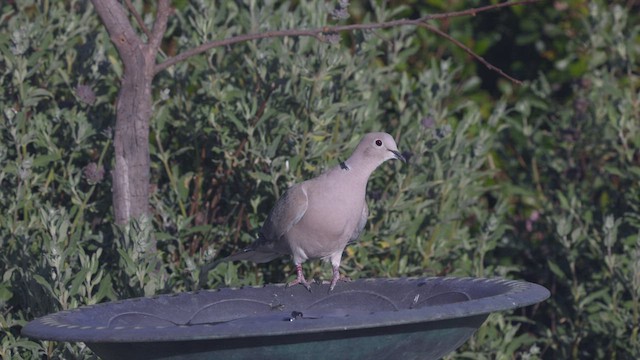 Eurasian Collared-Dove - ML420858641