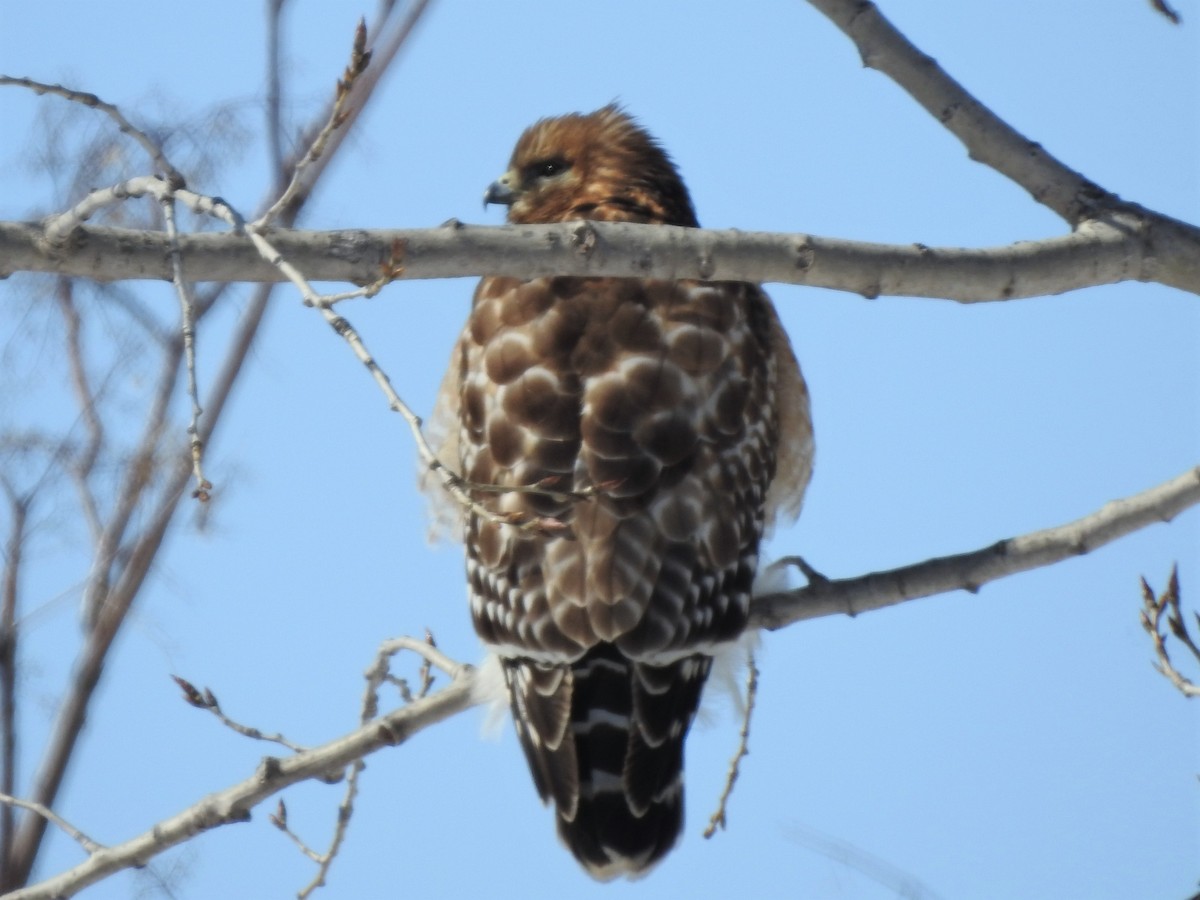 Red-shouldered Hawk - ML420858971