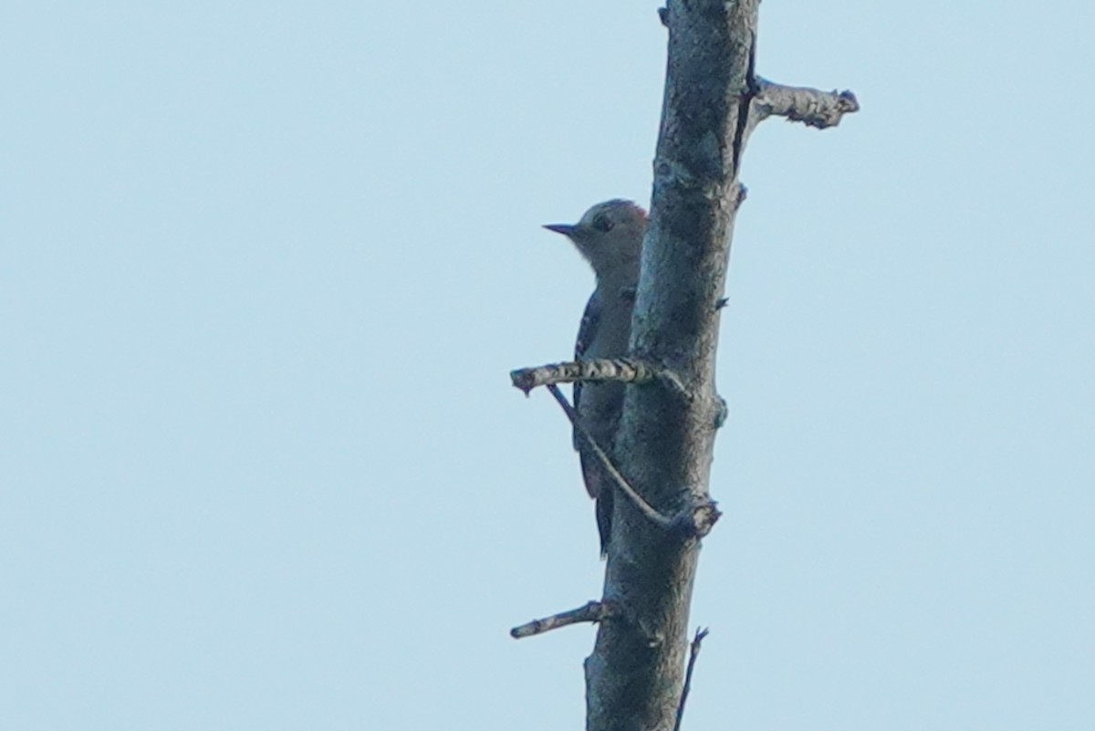Yucatan Woodpecker - ML420859631