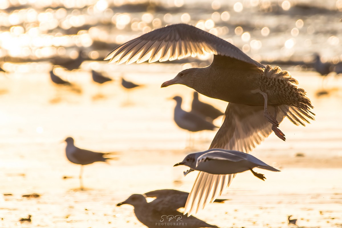 Glaucous Gull - ML420860051