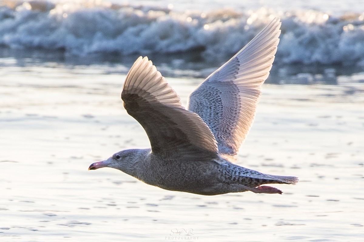 Glaucous Gull - ML420860081