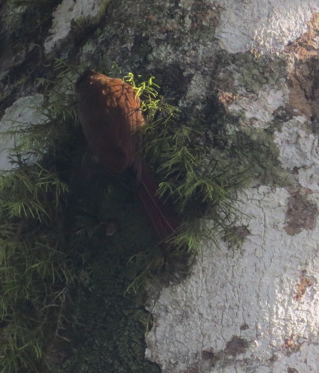 Wedge-billed Woodcreeper - ML420861861