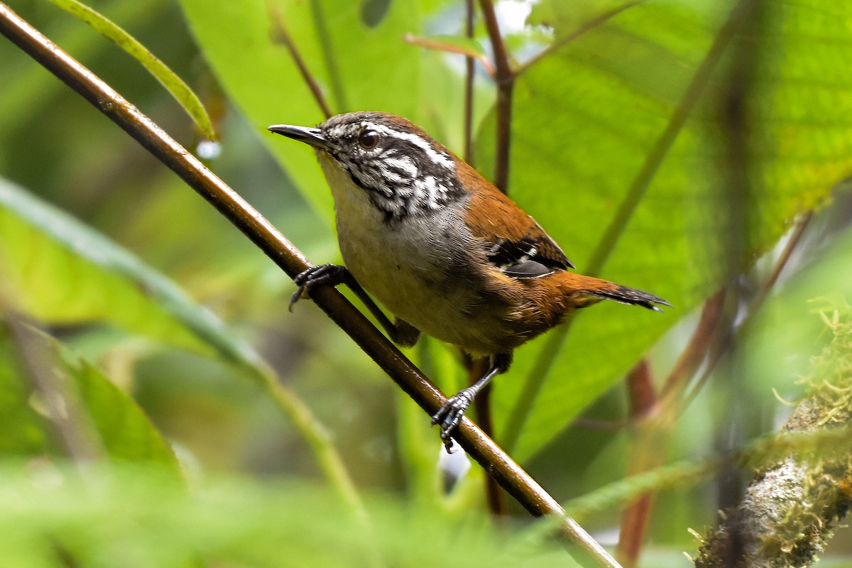 Bar-winged Wood-Wren - ML420862141