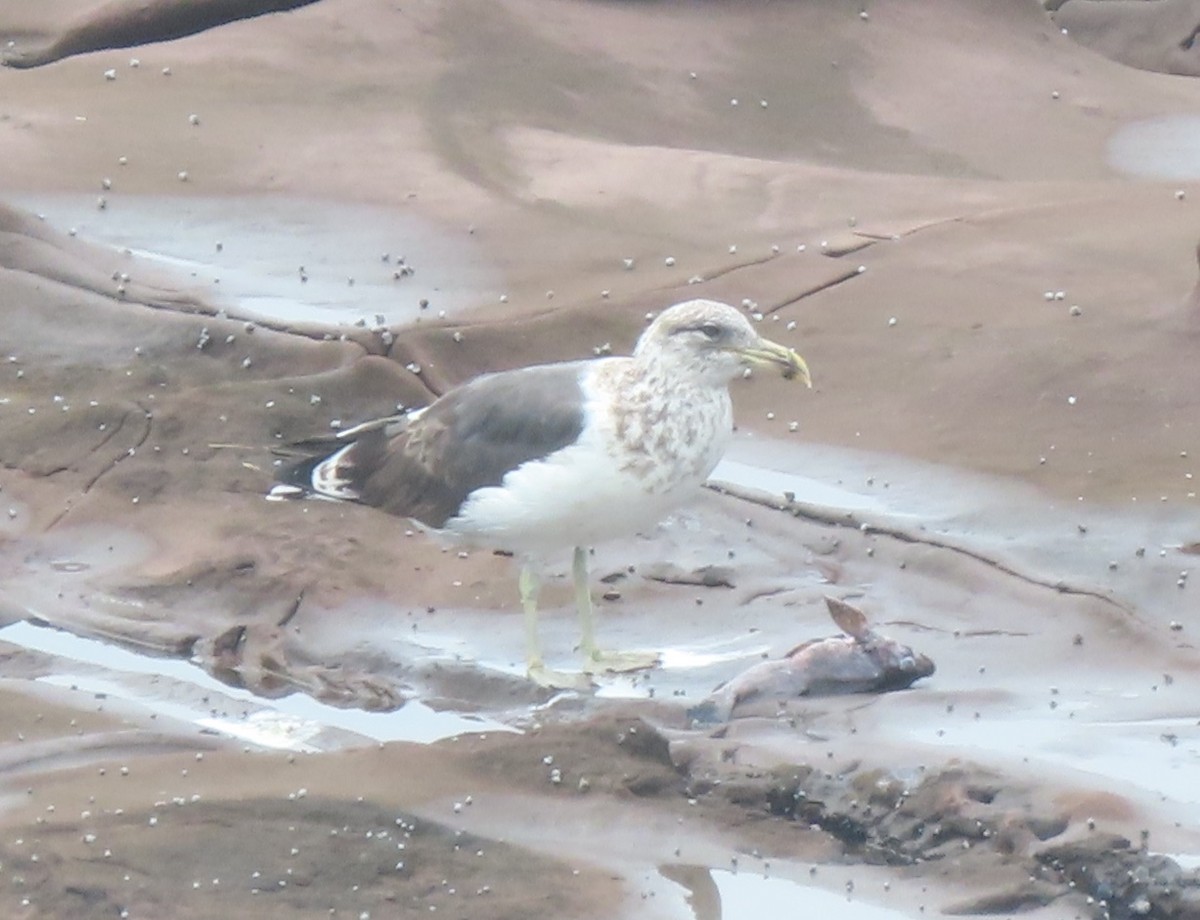 Kelp Gull - ML420863161