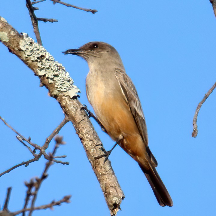 Say's Phoebe - ML420863861