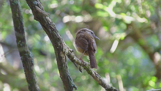 Carolina Wren - ML420865751