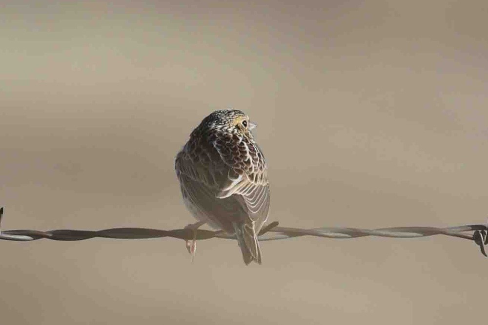 Baird's Sparrow - ML420866041