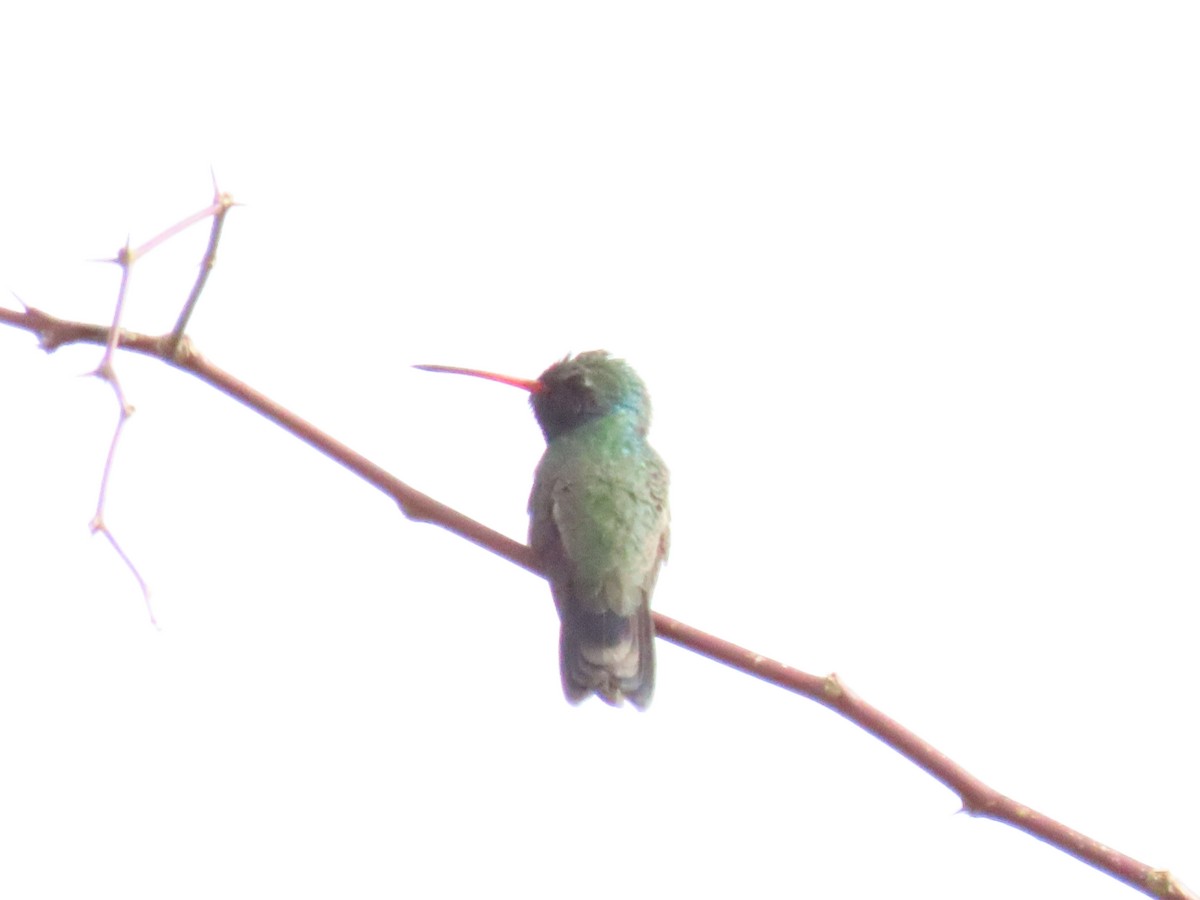 Broad-billed Hummingbird - ML420867241