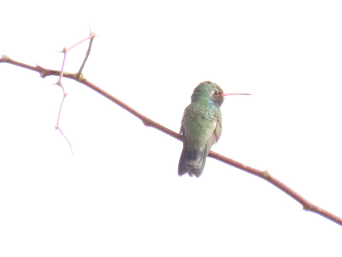Broad-billed Hummingbird - ML420867251