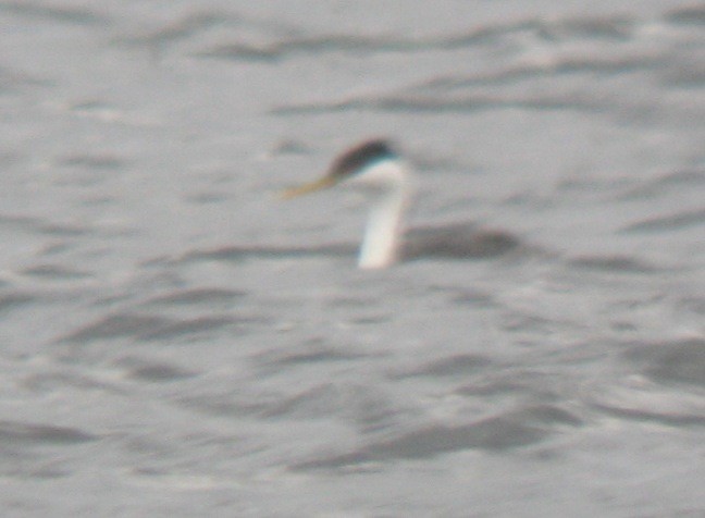 Western Grebe - ML420867941