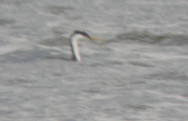 Western Grebe - ML420867951