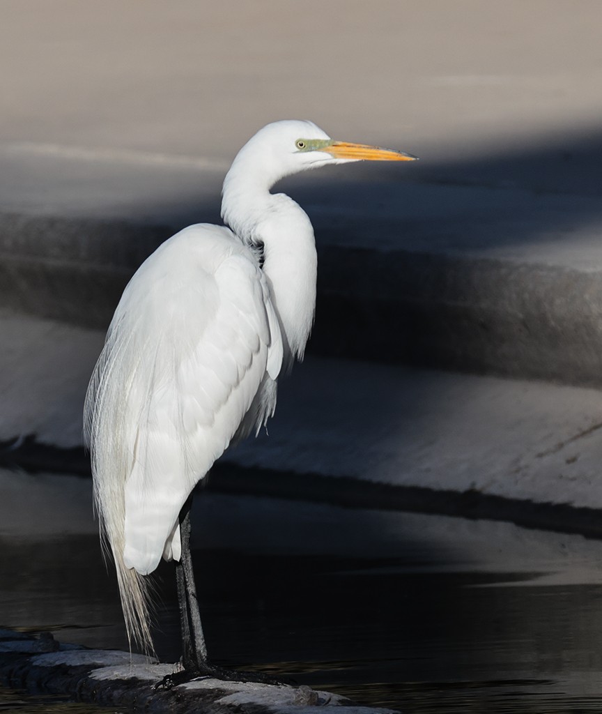 Great Egret (American) - manuel grosselet