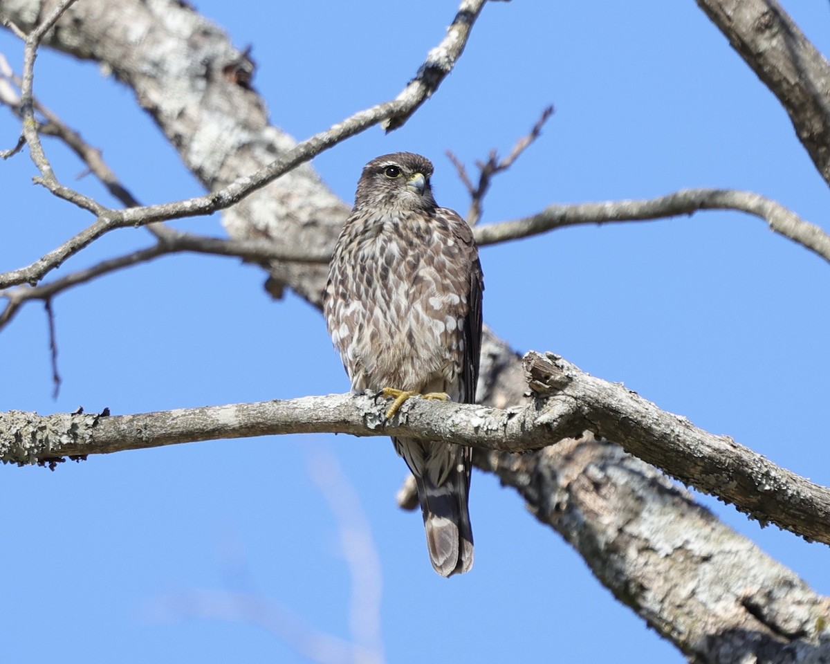 Merlin - ML420870041