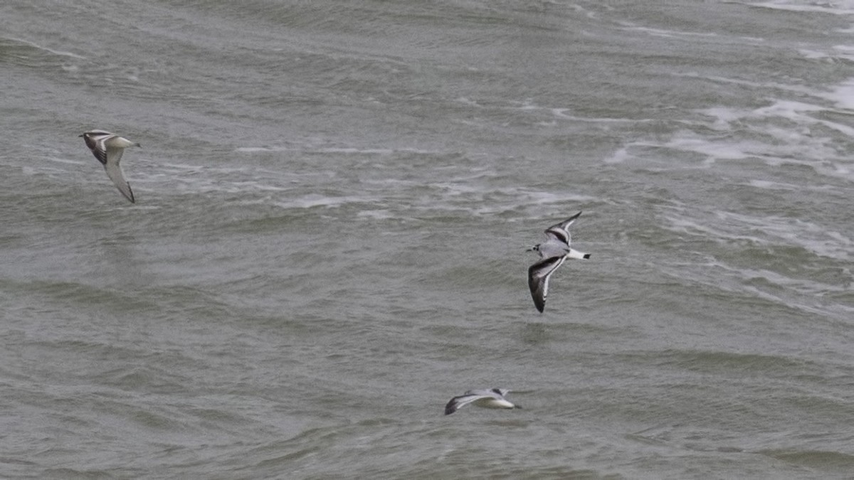 Mouette pygmée - ML420871371