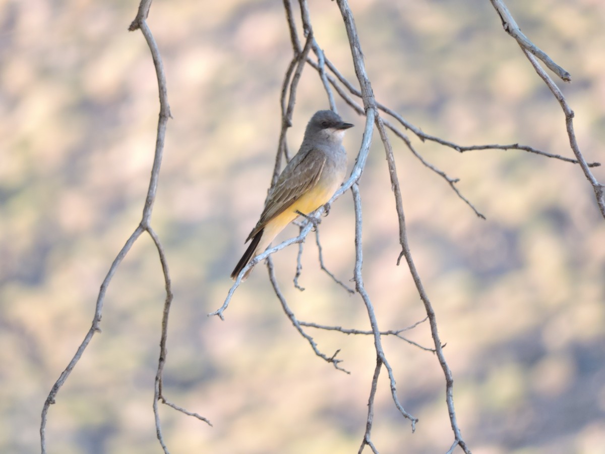 Cassin's Kingbird - ML42087361