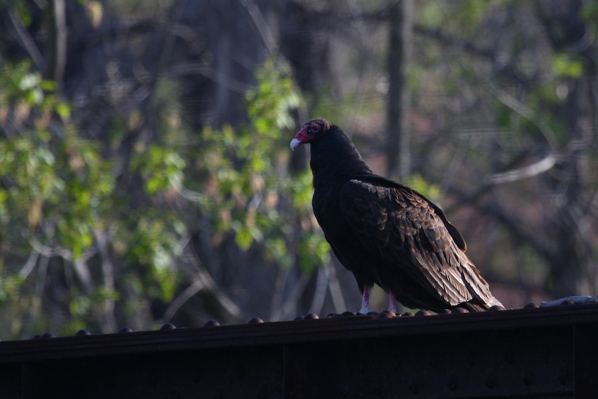 Turkey Vulture - ML420875411