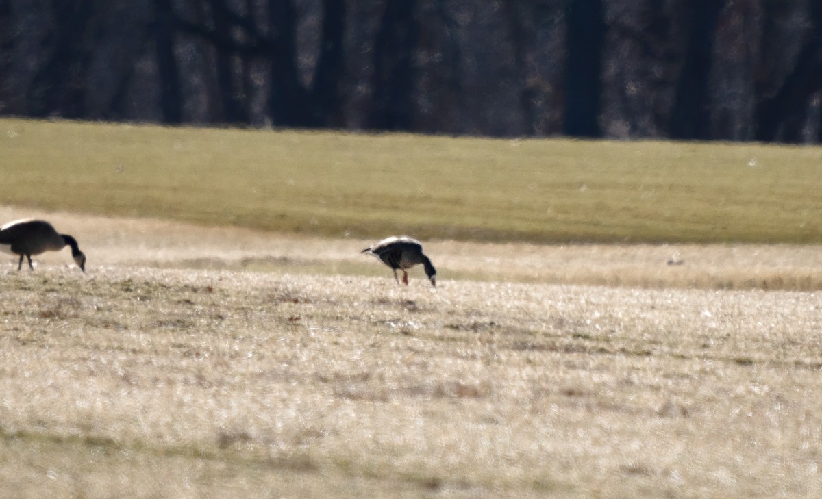 Greater White-fronted Goose - Ryan Ford