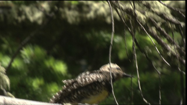 Williamson's Sapsucker - ML420876