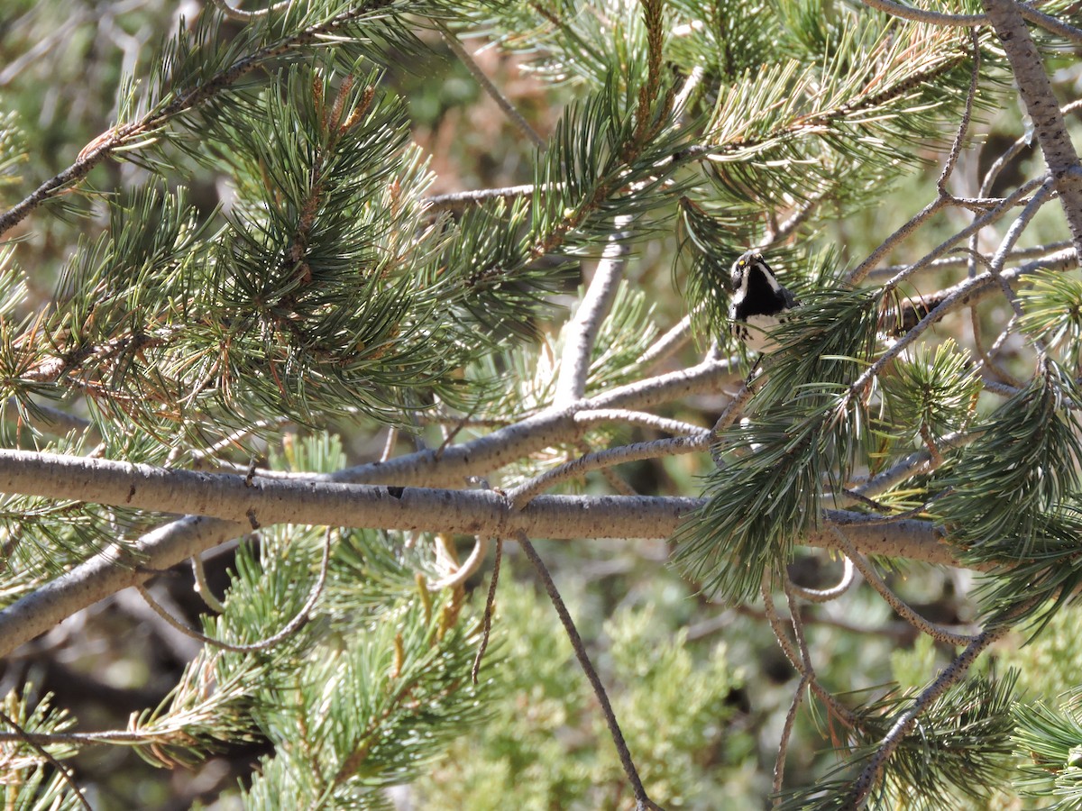 Black-throated Gray Warbler - ML42087691
