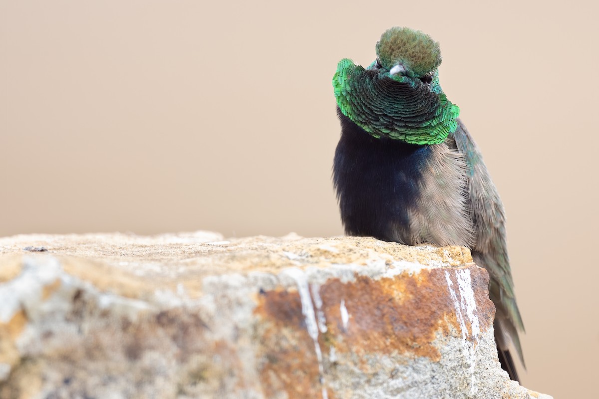 Black-breasted Hillstar - ML420877391
